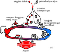 La Saturation - Schéma circuit oxygène dans le sang - La Boutique Des Infirmières